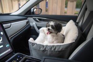 Best Dog Bed for Car
